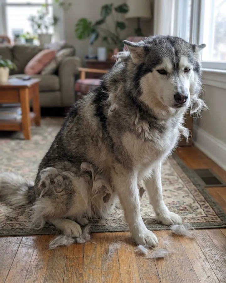 Antes: perro soltando mechones de pelo muerto por toda la sala