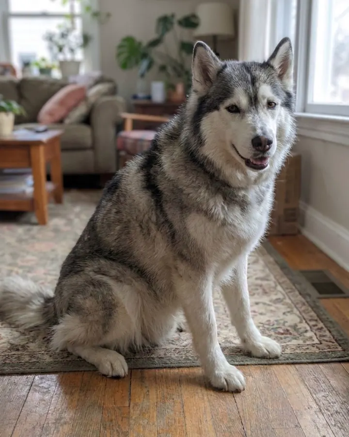 Después: el mismo perro sin pelo muerto, con el pelaje liso y brillante